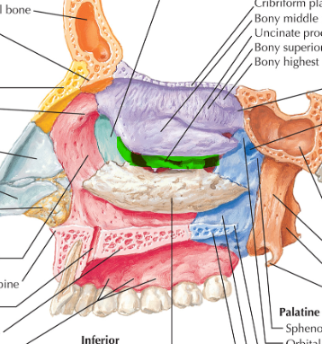 <p><span>Las celdas etmoidales ANTERIORES, el seno frontal y el seno maxilar drenan a este meato</span></p>
