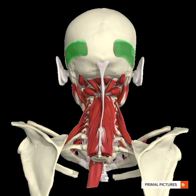 <p><strong>Origin:</strong> Lateral 2/3 of Highest/Supreme Nuchal Line & and mastoid process<br><strong>Insertion:</strong> Galea Aponeurotica<br><strong>Action:</strong> raises eyebrows, Scrunches scalp back<br><strong>Nerve:</strong> Facial CNVII</p>