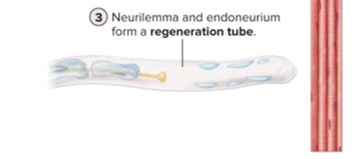 <p>neurilemma and endoneurium form a regeneration tube</p>