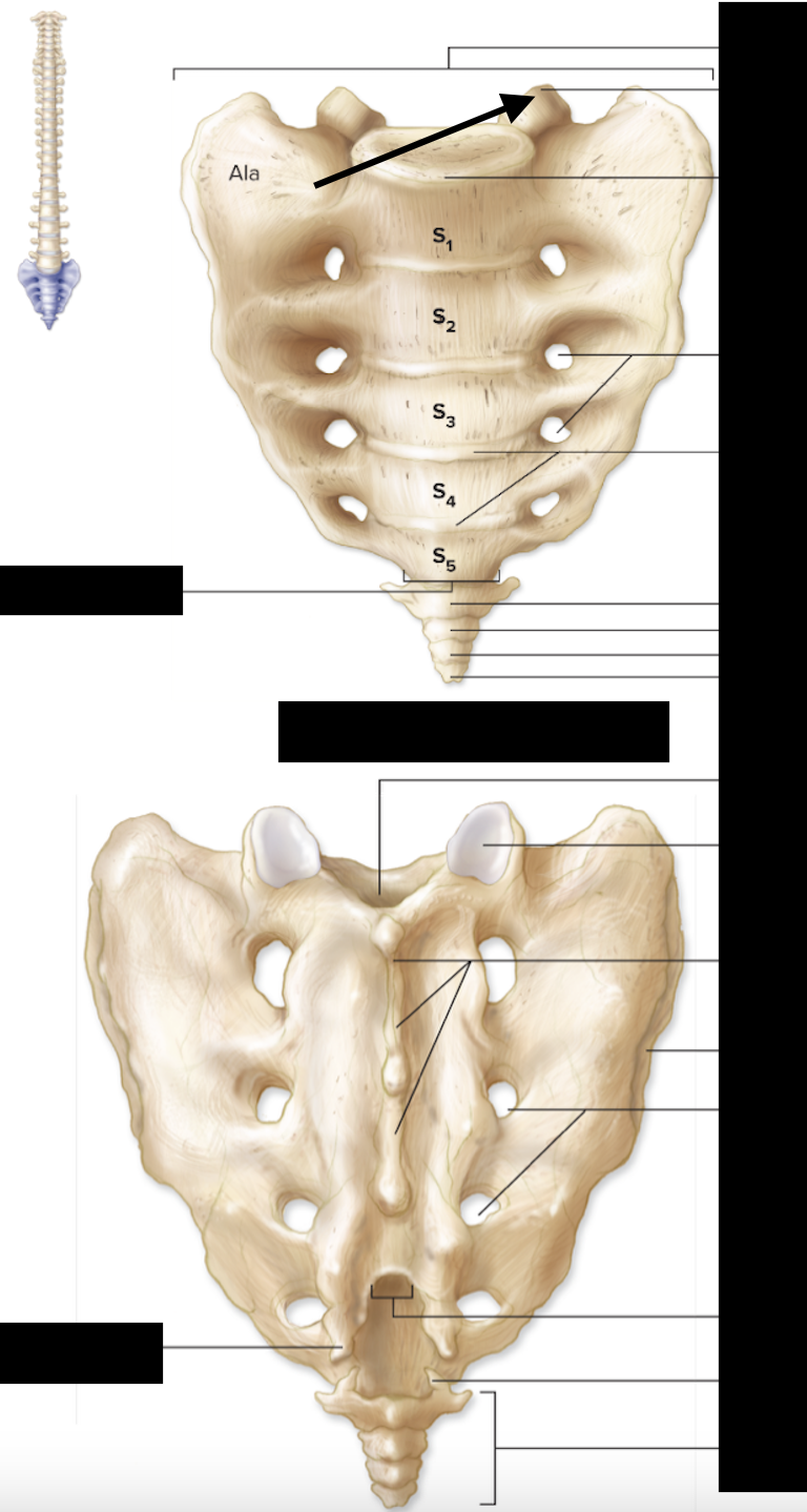 <ul><li><p>only visible on anterior side of sacrum</p></li></ul>