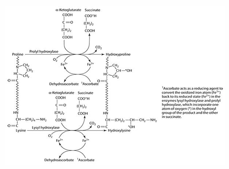 <p>Iron (Fe) is the cofactor, which is reduced by ascorbate.</p>