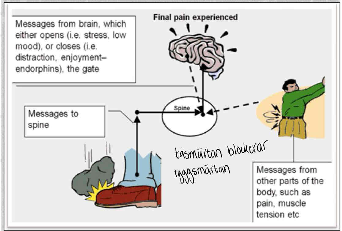 <p>Inflytelserik teori om fysiologiska och psykologiska faktorers betydelse för smärtupplevelser.</p><p>Snabba afferenter blockerar långsamma. Ofta snabb smärta som blockerar långsam, men kan vara andra afferenter också (tens, massage, akupunktur mm).</p>
