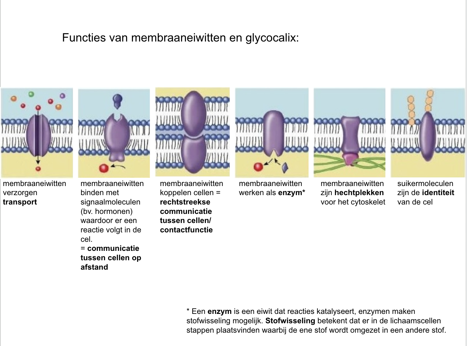 <p>signaalmoleculen</p>