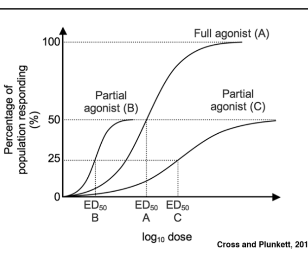 <p>Mimics the activity but plateaus at a lower level</p>