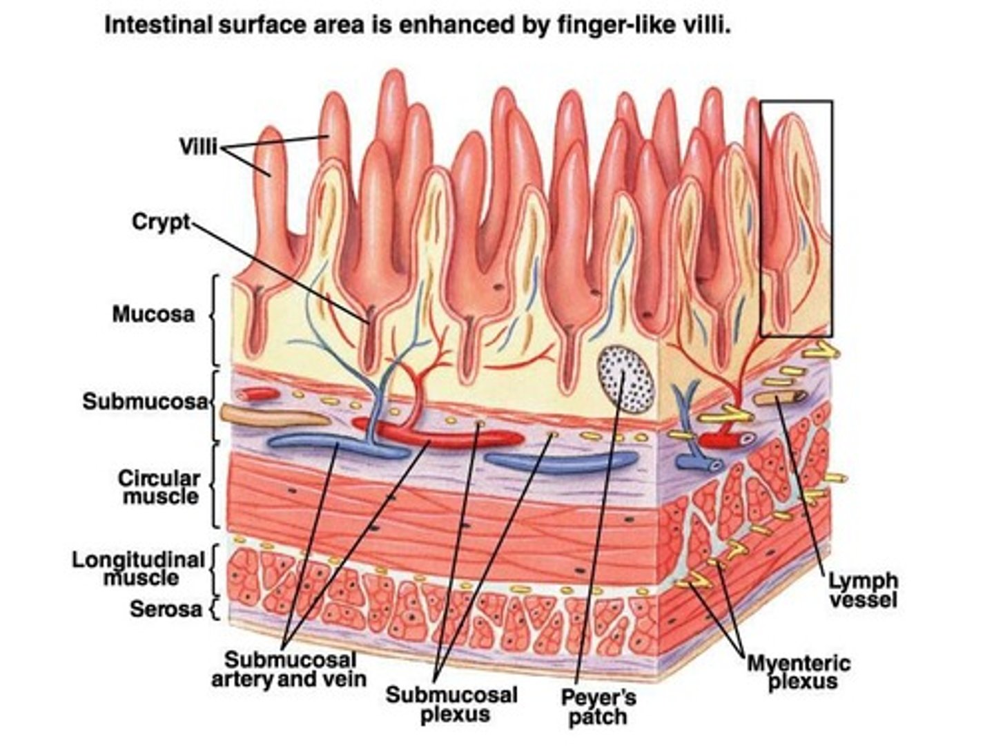 <p>Lymphoid tissue in intestinal wall combating antigens.</p>