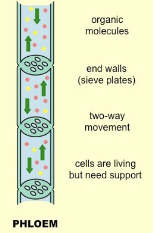 <p>transport food nutrients (sucrose and amino acids) from the leaves and to leaves (source to sink) → called translocation </p>