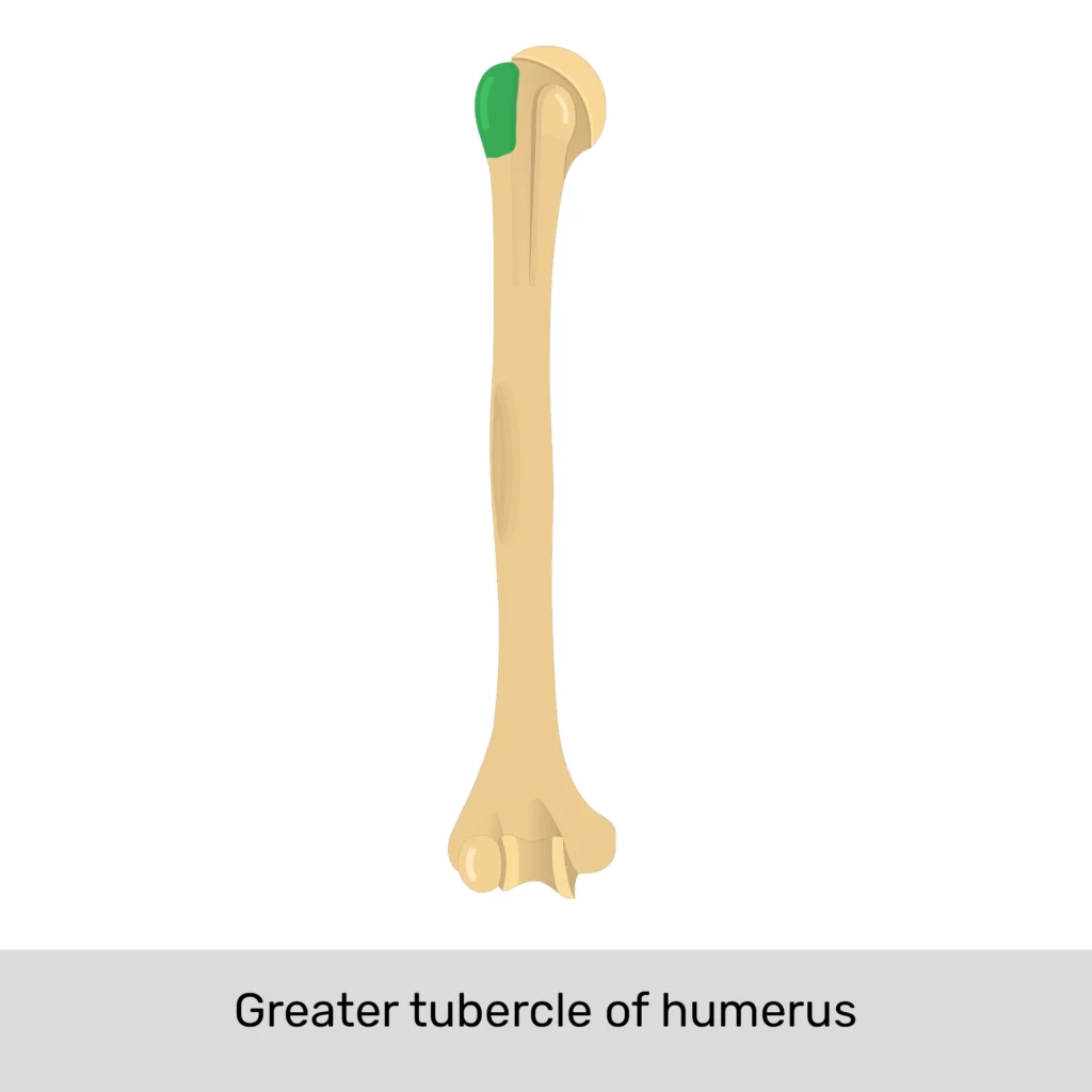 <p>what part of humerus </p>