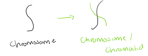 <ul><li><p>number of chromosomes stays the same</p></li><li><p>the cell<strong> replicates its DNA</strong> so each chromosome now consists of<strong> two new identical sister chromatids</strong></p></li><li><p>this<strong> doubled the amount of DNA</strong>, but the number of chromosomes stays the same (they are just duplicated)</p></li></ul><p></p>