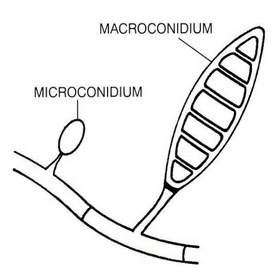 <p><u>Microconidia</u> = small, <strong>unicellular </strong>spores</p><p><u>Macroconidia</u> = larger, <strong>multi</strong>-<strong>septate </strong>spores</p><p></p>