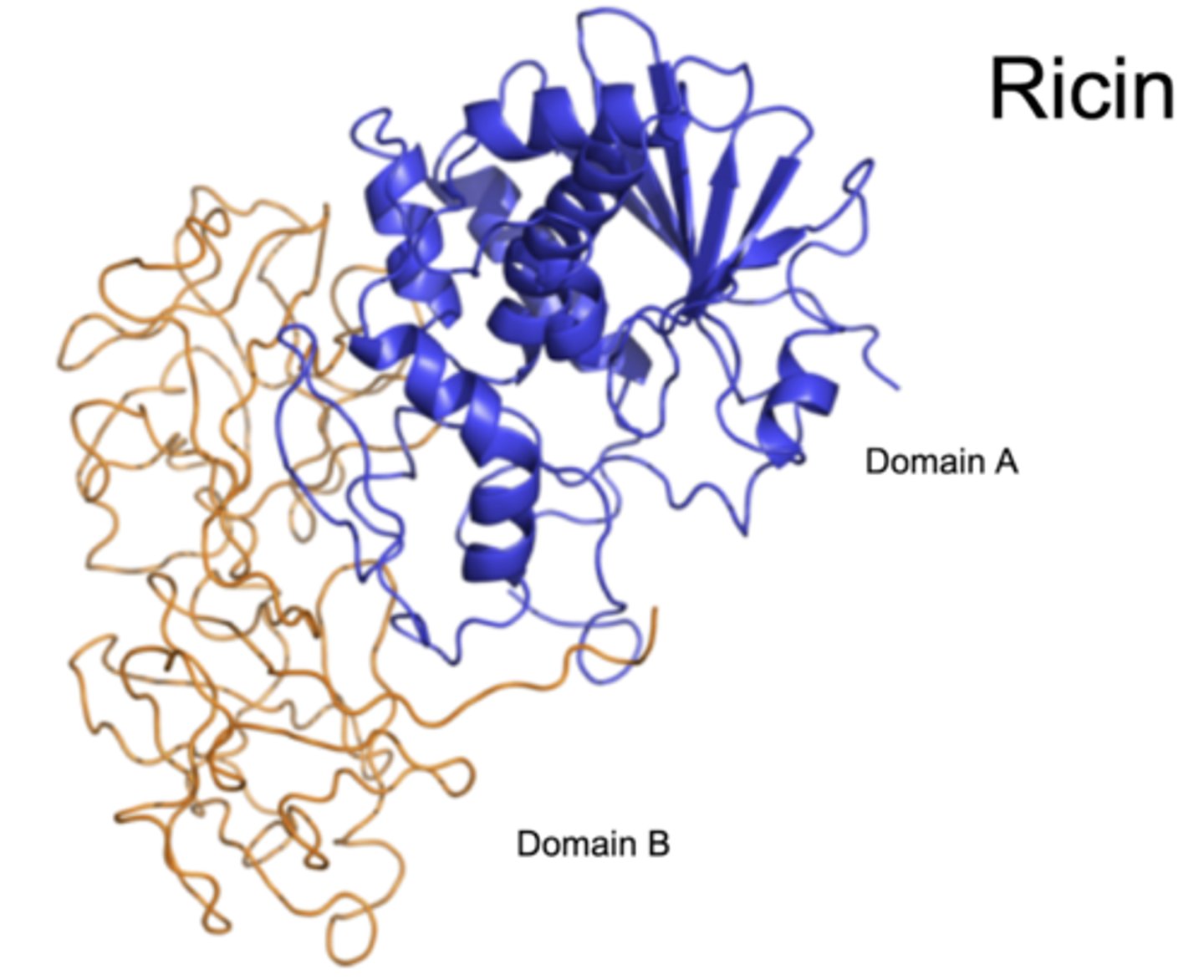 <p>A protein toxin with an LD50 of 0.2 mg in humans, causing severe diarrhea and vomiting.</p>