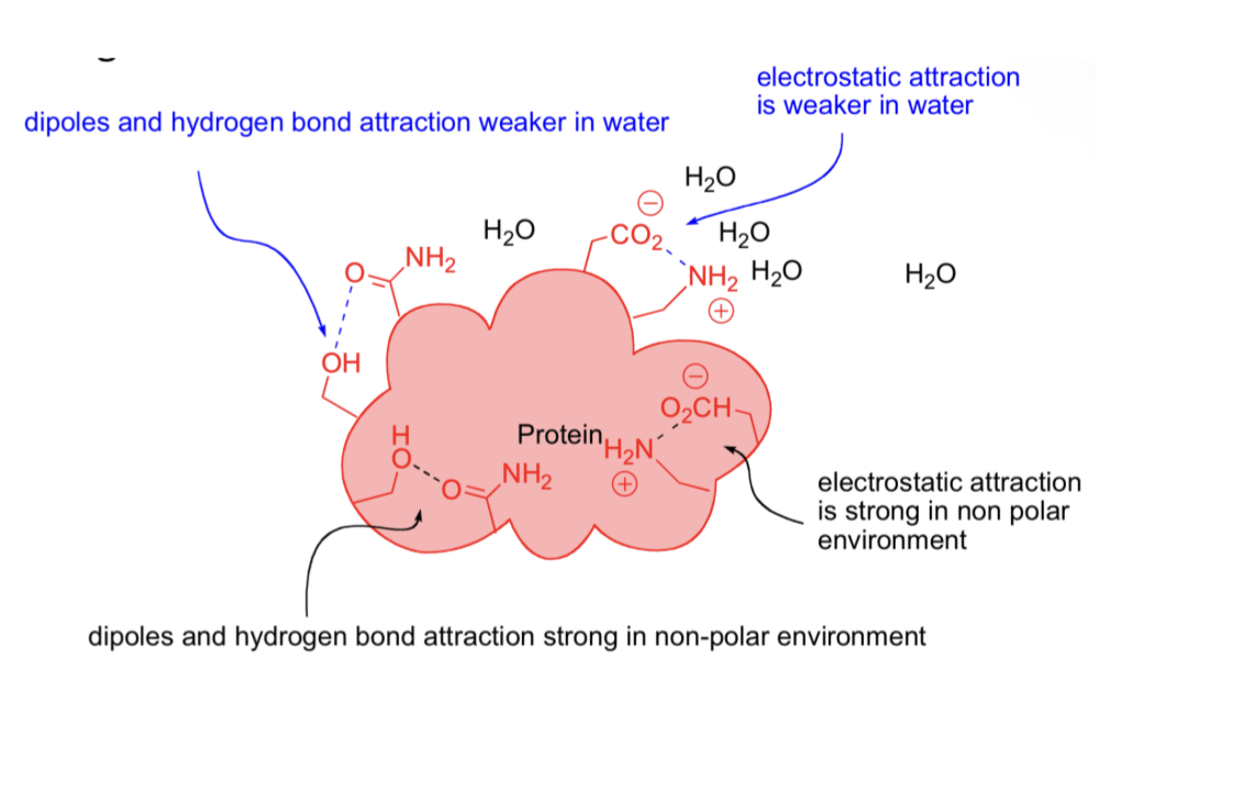 <ul><li><p><span style="background-color: transparent;">Non polar environment critical to holding protein together</span></p></li></ul><p></p>