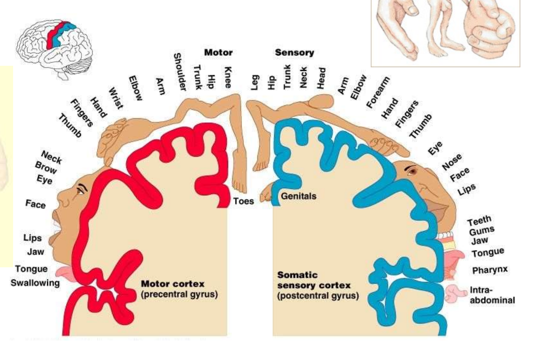 <p>La position relative dans le SNC correspond à une partie du corps bien précise. Représenté par l’homonculus </p>