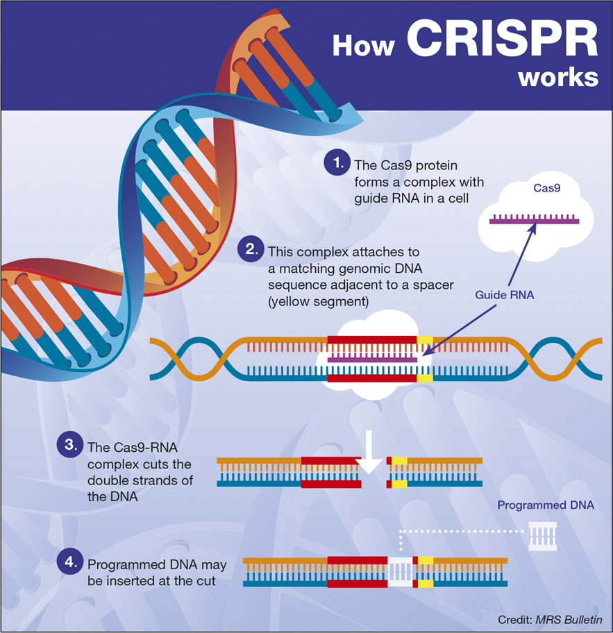 <p>A modern genetic engineering process which allows scientists to edit genomes, removing and/or replacing genes.</p>