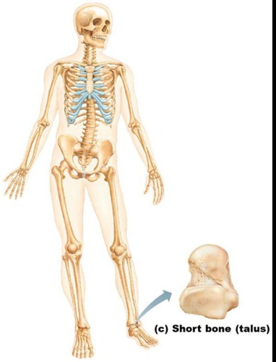 <p>Generally cube-shaped, containing mostly spongy bone with an outer layer of compact bone.</p>