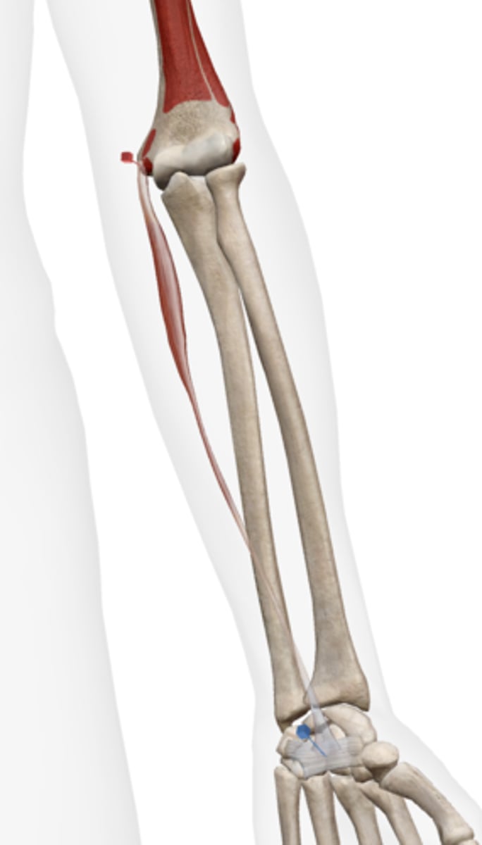 <p>medial epicondyle of humerus</p>