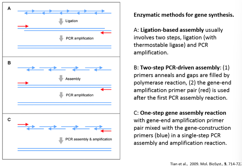 <ol><li><p>Ligation-based assembly: usually involves two steps:</p></li><li><p>Two-step PCR-driven assembly</p></li><li><p>One-step gene assembly reaction</p></li></ol><p></p>