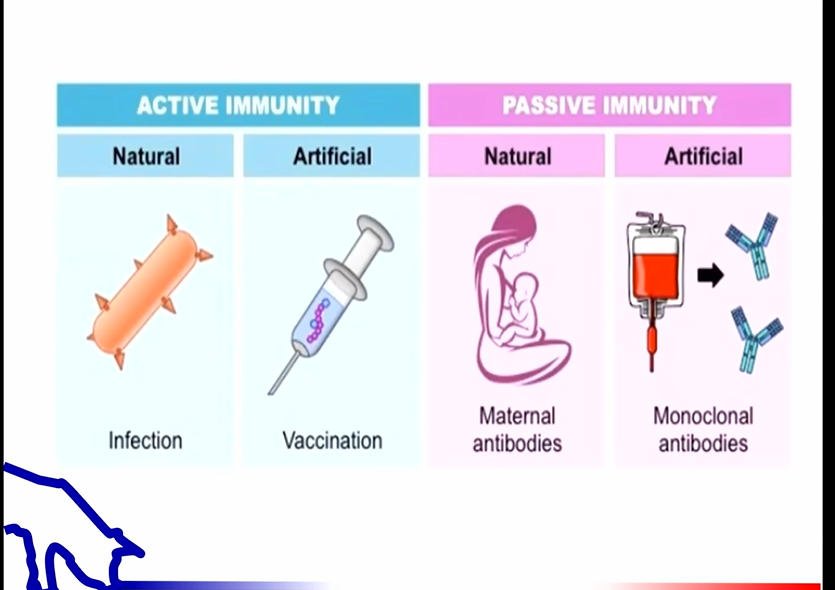 <ul><li><p>remember- made from living organisms</p></li><li><p>keep in fridge (unless instructed otherwise)</p></li><li><p>opened bottles of killed virus/bacteria can be stored and reused</p></li><li><p>opened bottles of MLV or bacteria should be discarded</p></li><li><p>keep vaccines away from heat and sunlight </p></li><li><p>do not mix vaccines in same syringe</p><ul><li><p>formalin in bacterins will kill MLV </p></li></ul></li><li><p>caution: disinfectants for cleaning syringes will kill MLV vaccines</p></li><li><p>use appropriate routes of administration- IM vs SubQ vs oral</p></li><li><p>use appropriate needle length</p></li></ul><p></p>