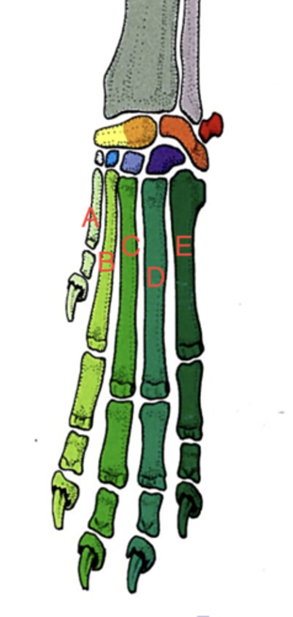 <p>What structure is labeled as D?</p>