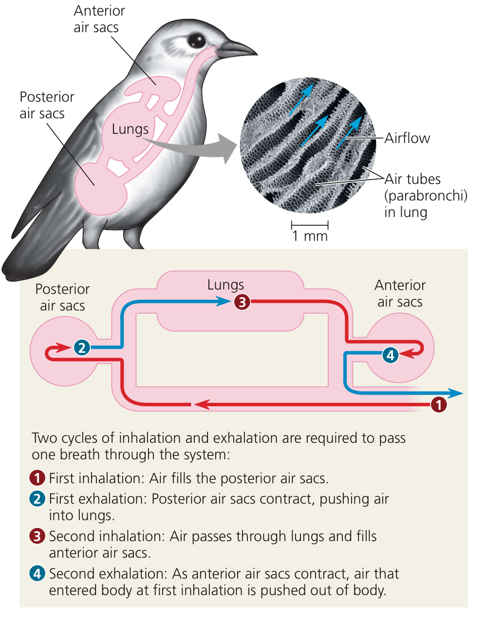 <p>They have two air sacs, one posterior and one anterior. They have lungs in between these two groups of air sacs. Air flows in one direction over the lung epithelium, instead of two directions in mammals. They have two stages of breathing.</p><ol><li><p>They inhale. The posterior air sac pulls in air from outside, and the anterior air sac pulls in air from lungs. Pressure decreases due to air sac expansion.</p></li><li><p>They exhale. The posterior air sac pushes air into lungs, and the anterior air sacs push air back into environment. Pressure increases due to air sac contraction.</p></li></ol>