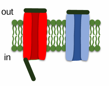 <p>Na+ Inactivation gate is open, activation gate is closed</p><p>K+ channels closed</p>