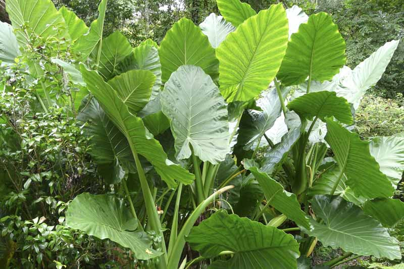 <p>A bold tropical plant with upright, arrowhead-shaped leaves in shades of green, blue-green, purple, red, or silver.</p><p>-arrowhead shaped</p><ul><li><p>thicker, more smooth, more upright</p></li><li><p>poisonous</p></li></ul><p></p>