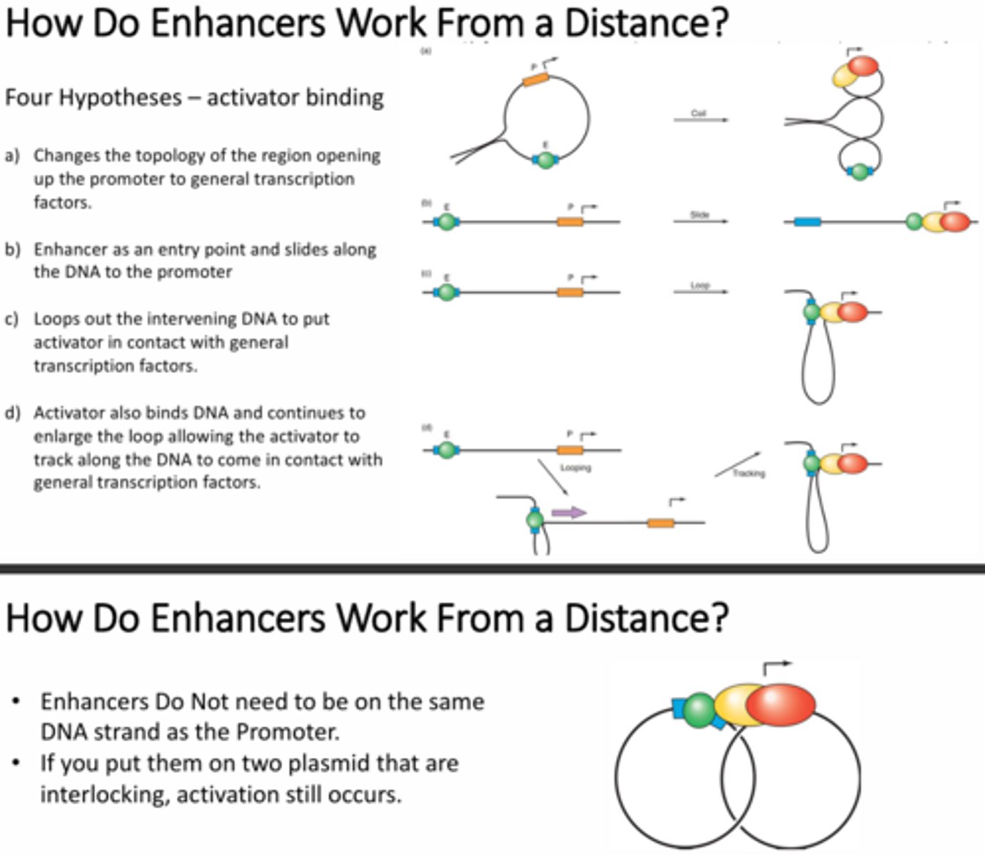 <p>The sliding mechanism would require that the enhancer and the promoter be on the same strand of DNA because the enhancer would need to slide down the strand of DNA to reach the promoter. They designed an experiment in which there were two interlocked plasmids, one contained the enhancer and the other contained the promoter. They found that transcription did still occur even though the two elements were not on the same strand of DNA, the proteins were just in close proximity due to the linkage of the plasmids.</p>