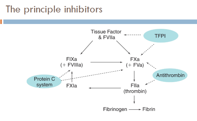 <ul><li><p><span>Tissue factor pathway inhibitor (TFPI)</span></p></li><li><p><span>Anti-thrombin (AT)</span></p></li><li><p><span>Protein C pathway (knocks out intrinsic pathway)</span></p></li></ul><p></p>