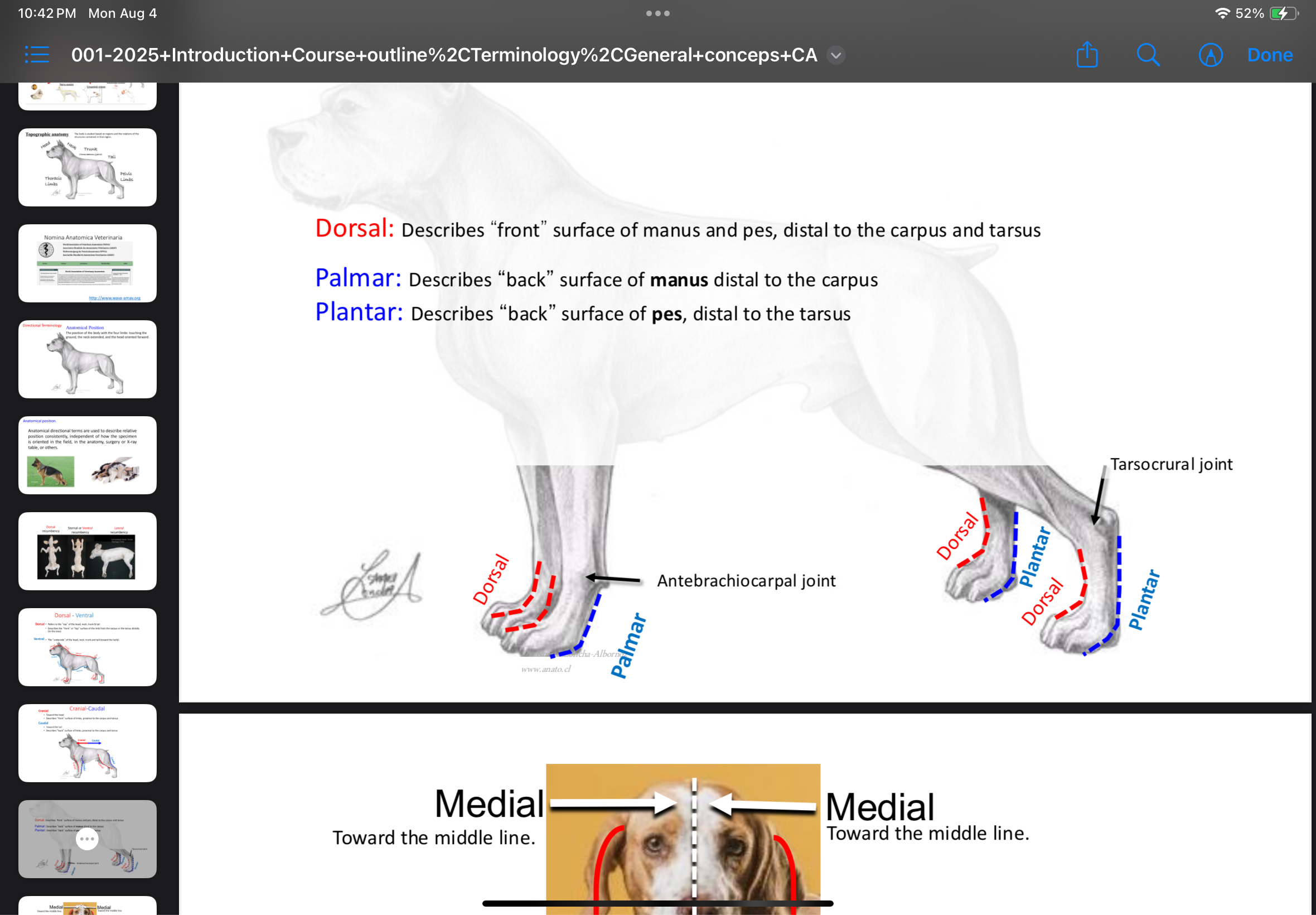 <p>Back (caudal) surface of the pes (hindpaw) distal to the tarsus.</p>