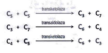 <p>transketolaza, transaldolaza, transketolaza</p>