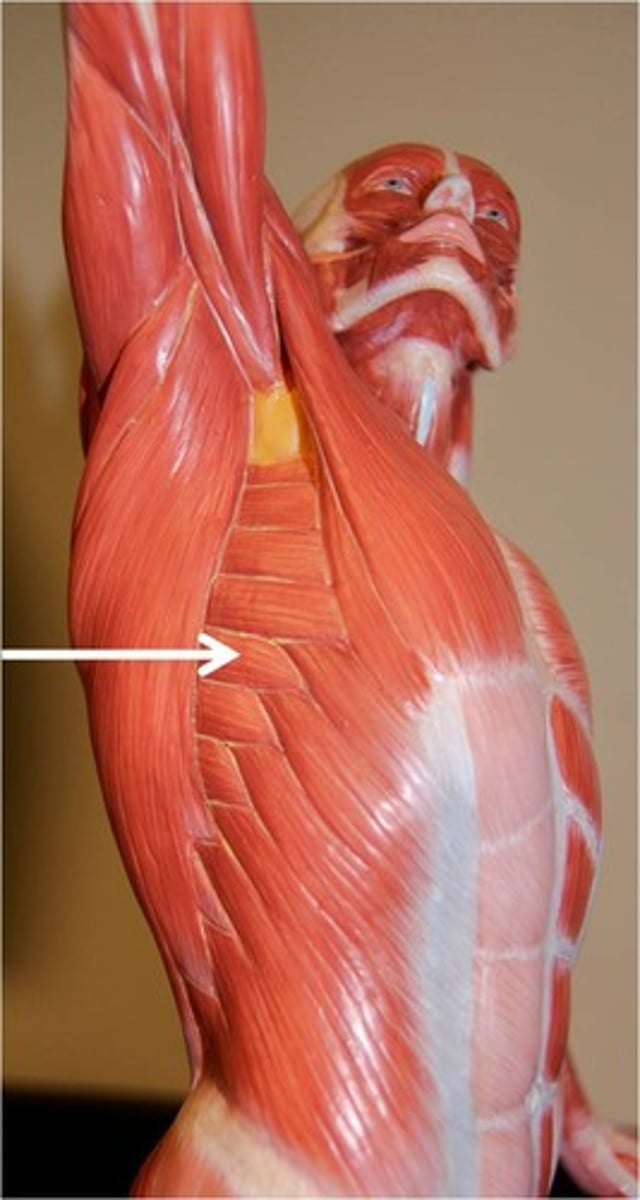 <p>Abducts scapula, rotates scapula to elevate shoulder</p>