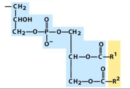phosphatidyl-glycerol