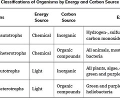 <p>Many organisms, ranging from humans to many prokaryotes, including the well-studied Escherichia coli, are heterotrophic.</p>