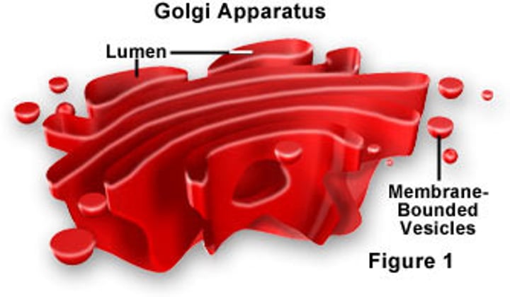 <p>packages proteins and lipids<br>short term storage of material</p>