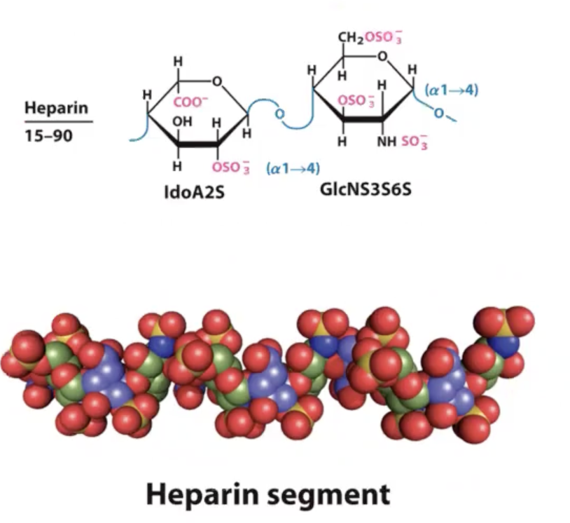 <ul><li><p>is a&nbsp;<span>Glycosaminoglycan. it is a linear polymer (3-40 kDaltons) of Ido uronic acid [(L sugar arrangement) that has been sulfated at the 2nd position and at the 6th position it has been oxidized.] and glucoseamine that instead of an acetyl group at position 2 there is a sulfate and at the 3rd position there is a sulfated hydroxyl group there and at the 6th position there is another sulfate.</span></p></li></ul><p></p><ul><li><p><span>This is repeated over and over again to give heparin molecule.&nbsp;</span></p></li></ul><p></p><p></p>