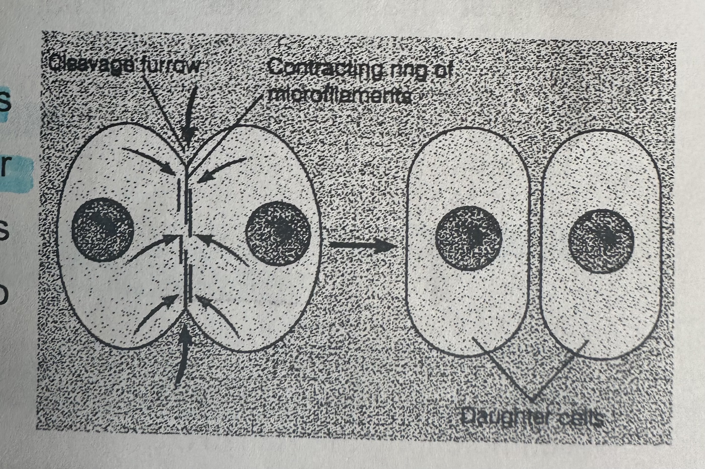 <p>Cell membrane pinches together and a CLEAVAGE FURROW forms along the metaphase plate. It deepens until the cell membrane separates forming two daughter cells.</p>