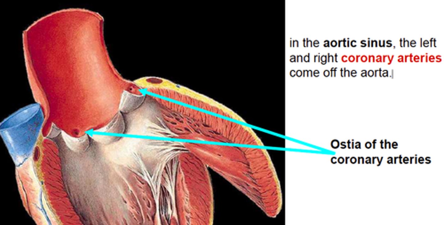<p>full with blood to prevent backflow (of blood from aorta or pulmonary trunk back into left and right ventricles respectively)</p>