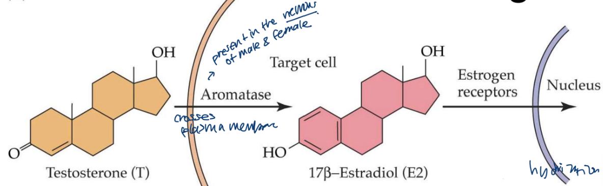 <p>-expressed in specific brain regions (immunohistochemistry, in situ hybridization-design a probe with labeling)</p><p>-GDX+T adult male rats had a restoration of testosterone (systemic aromatase inhibitor or saline treatment)</p><p>-systemic T or E2 or oil treatment for GDX adult male rats</p>