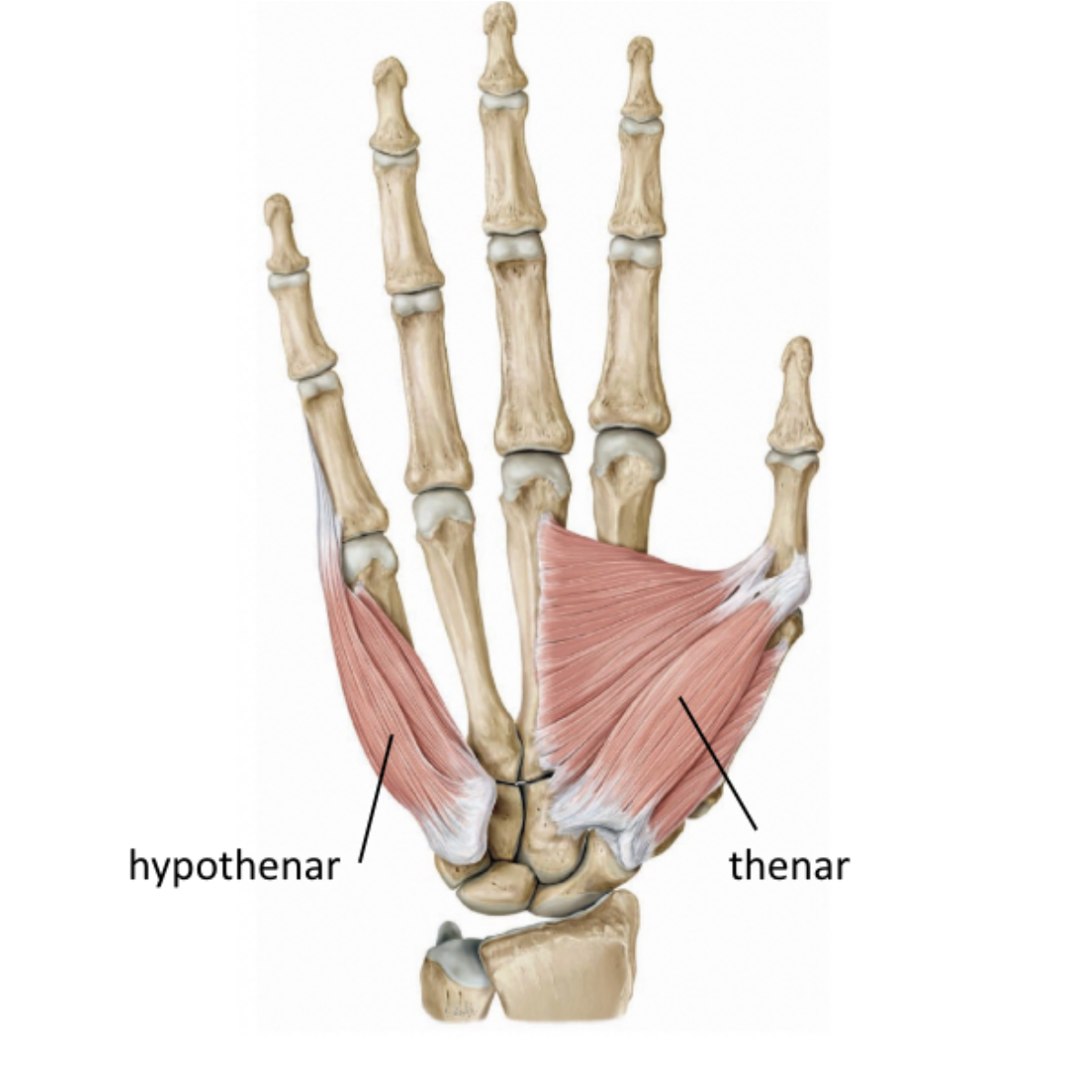 <p>intrinsic muscles of the hand</p>