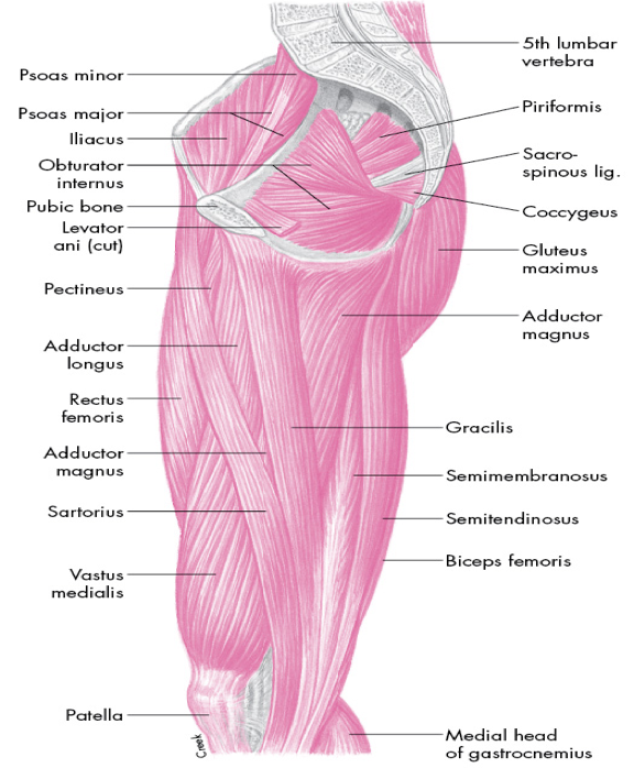 <p>role of medial musculature is primarily hip adduction</p>