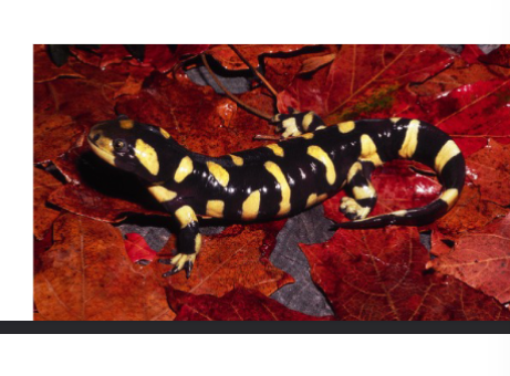 <p>class amphibians, salamanders, elongated bodies </p>
