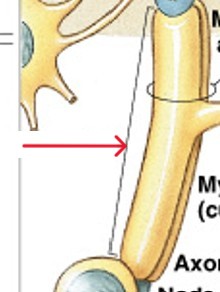 <p>Which part of myelin:</p><ul><li><p>Large myelinated segments of axon</p></li><li><p>Large area of axon that is covered with myelin</p></li></ul><p></p>