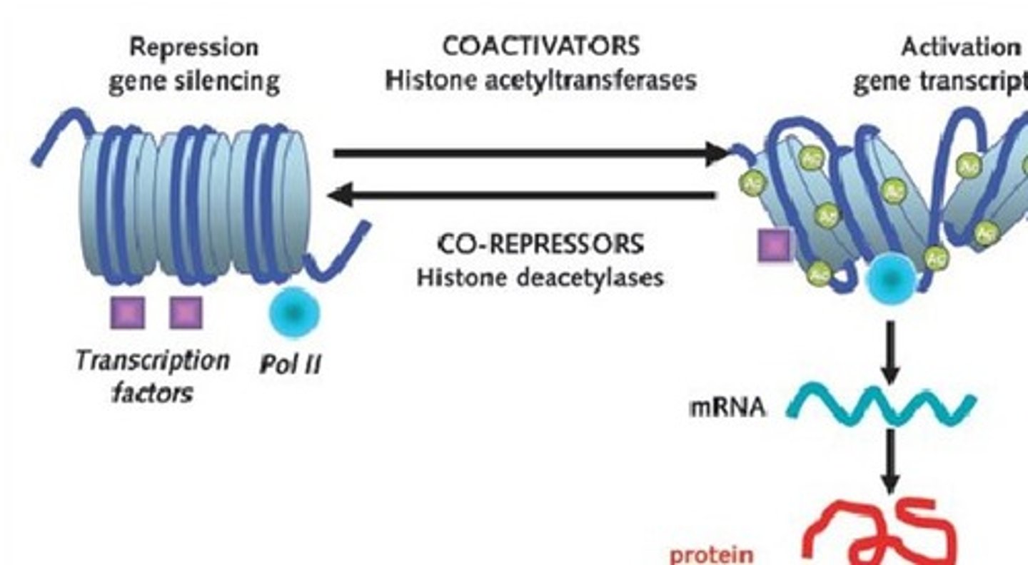 <p>remove acetyl groups from histones, resulting in closed chromatin conformation and overall decrease in gene expression levels in the cell</p>