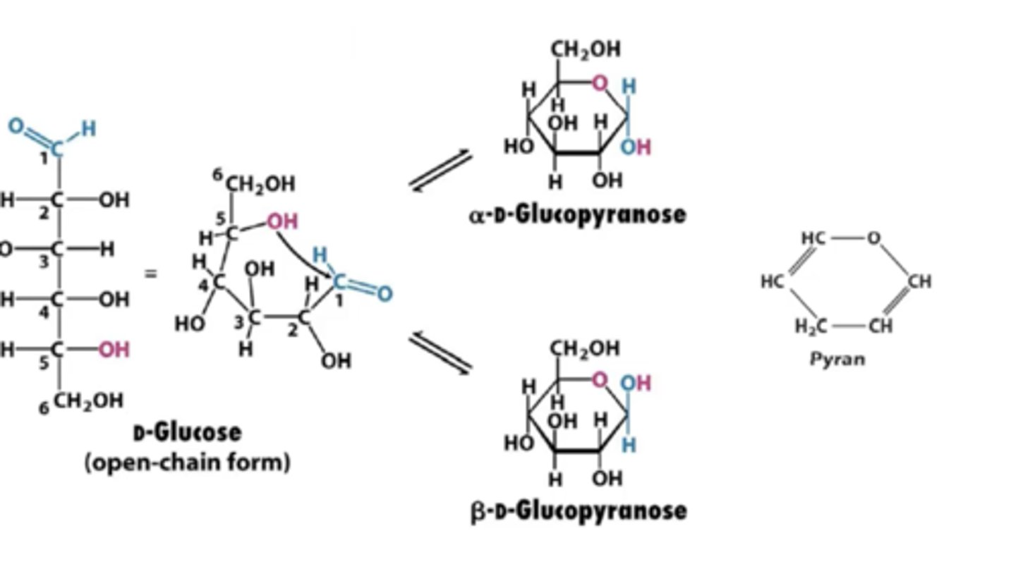 <p>furanose and pyranose rings through hemiacetal and hemiketal bonds</p>