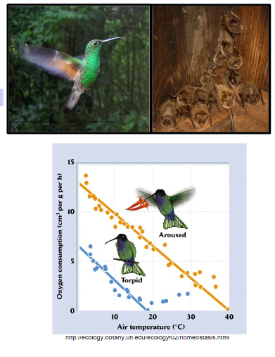 <p>1 . Lower regulated temperature of a portion of their body (circulatory adaptation)</p><p><span style="color: rgb(251, 251, 251);">e.g. Birds – regulate blood flow to skin<br>– Counter-current heat exchange keeps blood warm, heat is lost from arteriol blood to veinous blood, less of a gradient and less heat loss</span></p><p><span style="color: rgb(251, 251, 251);">Heat is lost greatly through feet of birds, since there is no insulating fur to prevent heat loss.</span></p><p><span style="color: rgb(253, 241, 241);">Heat loss is minimized by reducing </span><span style="color: rgb(255, 251, 251);">temperature gradient between body and external environment, See it in tails, flippers, feet, etc.</span></p><ol start="2"><li><p><span style="color: rgb(255, 251, 251);">Lower regulated body temp (set point) over periods, ex. day temp is higher and night temp is lower, allow body to very about two different set points<br>e.g. hummingbirds, bats<br>• torpor= temporary(daily) reduction in metabolic activity and body temperature<br>• hibernation= extended reduction...<br>(e.g. over the winter)</span></p><p><span style="color: rgb(255, 251, 251);">Graph: oxygen consumption: metabolic activity measure</span></p><p><span style="color: rgb(255, 251, 251);">Aroused state: using up a lot more energy</span></p><p><span style="color: rgb(255, 251, 251);">Torpid: using less energy<br>• Inactive at low temps:<br>– body temperature is regulated around a different (lower) temp<br>– 50% less energy consumed.</span></p><p><span style="color: rgb(255, 251, 251);">Conserving body reserves by reducing the set point <br>– Heat loss is minimized by reducing the temperature gradient between body and ambient environment, <br>→ otherwise would starve to death overnight! if they didn’t go into torpid state. EBcause their prey is the same, they would use up their enery reserves trying to find prey. </span></p></li></ol><p><span style="color: rgb(254, 253, 253);">3. Larger body size...<br>• Body size is one of the most important animal characteristics<br>– body size dictates the morphology, ecology, physiology of an organism<br>– importance is due to Allometric Relationships<br>= relative increase in a physical or physiological property in relation to body size<br>• Basal metabolic rate (BMR) = metabolic rate of endotherm at rest<br>• Metabolic rate ~ body mass 3/4<br>• Smaller animals have higher BMR per gram than larger animals</span></p><p><span style="color: rgb(254, 253, 253);">Look at graph on next card</span></p><p><span style="color: rgb(255, 255, 255);">Key reason for higher BMR per gram of smaller animals is the <strong>surface area to volume ratio.</strong>..</span></p><p><span style="color: rgb(255, 255, 255);">Little mouse, not a lot of volume compared to surface area. But an elephant has much more volume compared to surface area</span></p><p><span style="color: rgb(255, 255, 255);">As body size increases, volume changes faster than surface area, ratio changes, amount of heat lost to environment changes <br>• The larger the volume, the greater the total amount of heat required to keep warm<br>... but less heat is lost through the outer surface of the organism<br>• Small animals: high SA relative to low volume → lose lots of heat through high SA<br>• Large: low SA relative to high volume → lose less heat through low SA</span></p><p><span style="color: rgb(253, 253, 253);">Endothermic animals must reach a critical size: heat generation &gt;&gt; heat loss</span></p><p><span style="color: rgb(245, 245, 245);">As body size ↑, V ↑ faster than SA<br>As SA/V changes, heat loss to environment changes<br>As body size changes, SA/V changes</span></p>