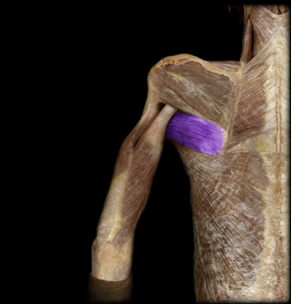 <p>on the back, inferior to teres minor, medial rotation @ shoulder</p>