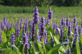<p>Pickerelweed</p>
