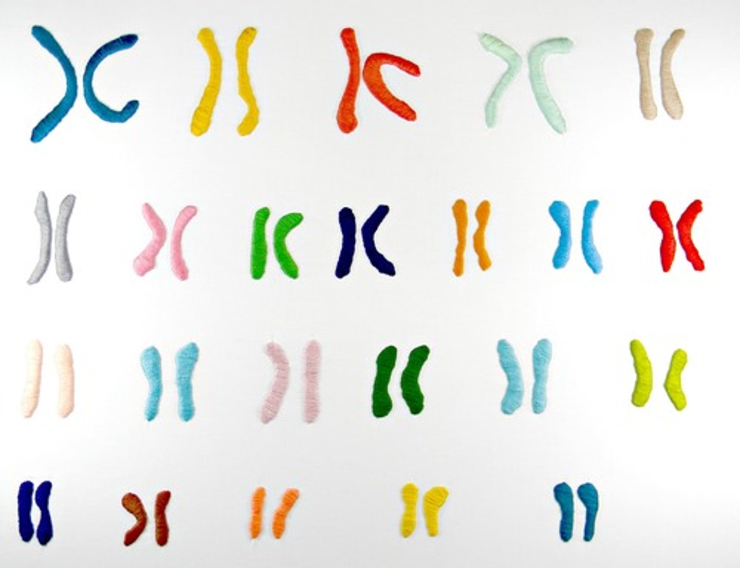 <p>A display of the chromosome pairs of a cell arranged by size and shape.</p>