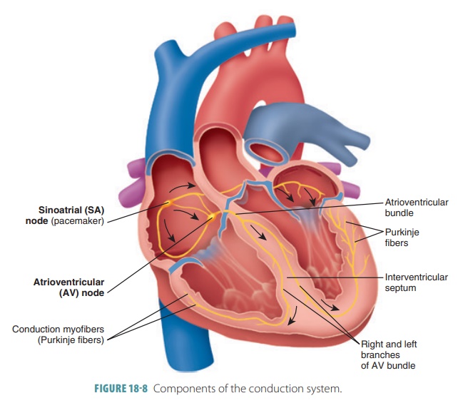 <ul><li><p>Sino-atrial node - the pacemaker - found in the right atrium</p></li><li><p>Atrioventricular node - sits centrally between the atria and ventricles</p></li><li><p>The Bundle of His - found along the papillary muscle</p></li><li><p>Purkinje Fibres - found in the lower muscles surrounding the ventricles</p></li></ul><p></p>
