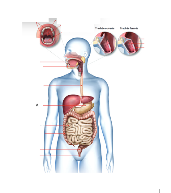 <p>À quel organe du tube digestif correspond la lettre A ?</p>