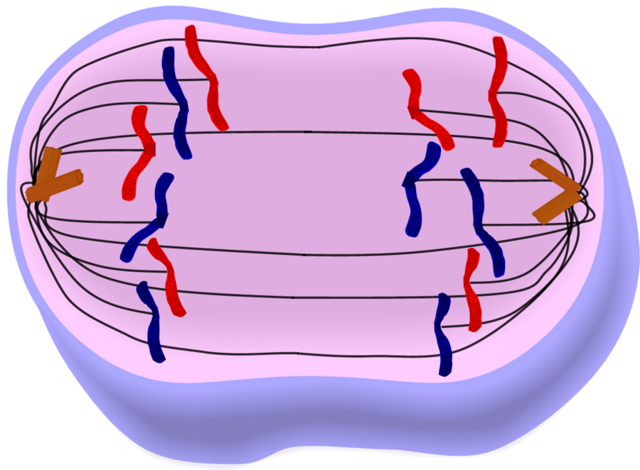based on this image, which specific phase is this cell in?